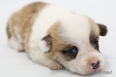 成約済の神奈川県のウェルシュコーギーペンブローク-318599の2枚目